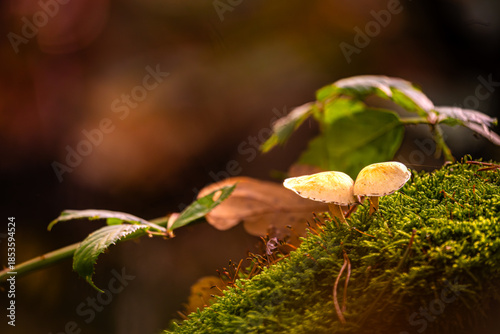Zwei kleine Pilze leuchten im Moos wie vergessene Lichter eines Waldfestes.
