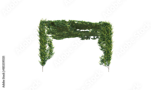 Schilderij op canvas Only ivy for a trellis without a trellis png alpha channel