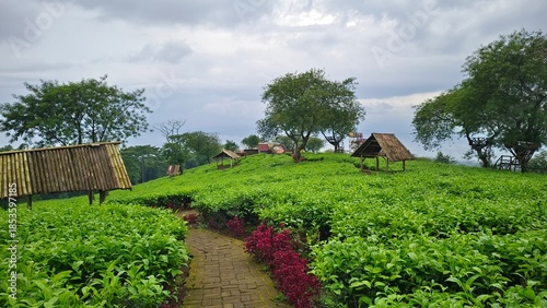 Green tea plantation with a stone path leading through fresh leaves, rustic huts, and trees under a calm, cloudy sky.