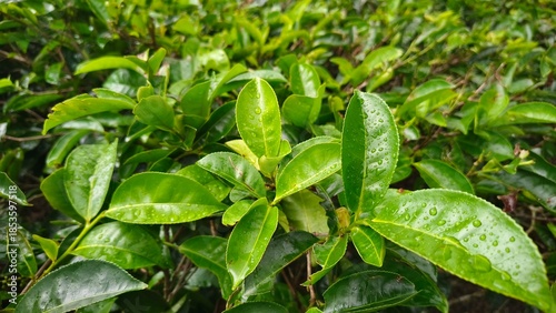 Fresh green tea leaves with water droplets, growing in a lush plantation, symbolizing nature, freshness, and sustainable agriculture.