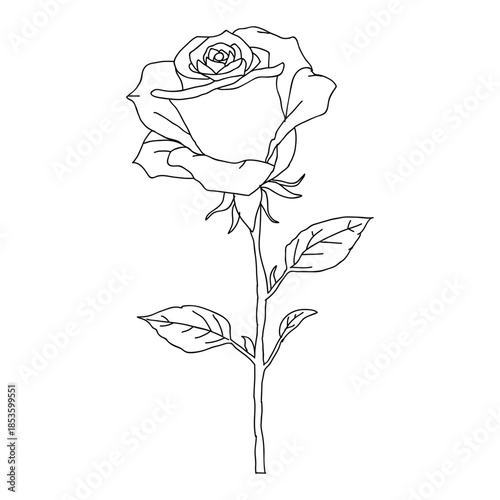 Elegant Single Rose Line Art Drawing