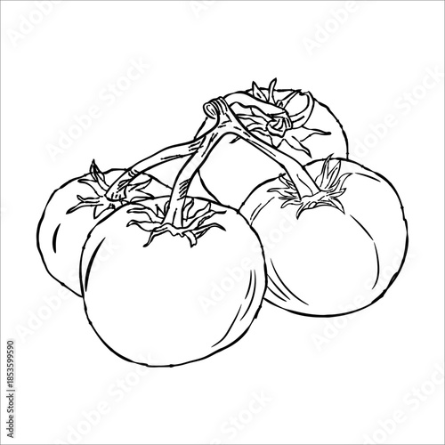 Hand-Drawn Outline of Three Tomatoes on a Vine