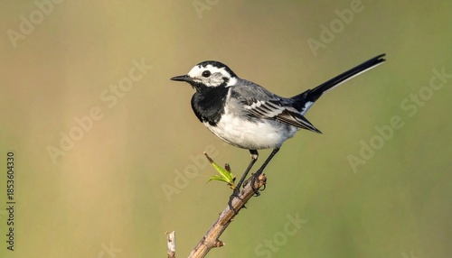 Photos Here’s a **wagtail bird prompt** you can use:

**Prompt:**
*Beautiful wagtail bird perched on a small branch, long tail gently raised, black and white feathers with soft gray tones