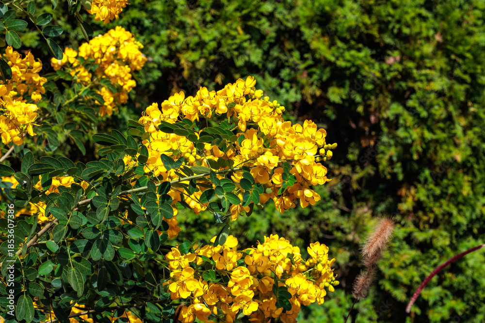 Obraz premium Yellow argentine Senna flower blooming in autumn garden.