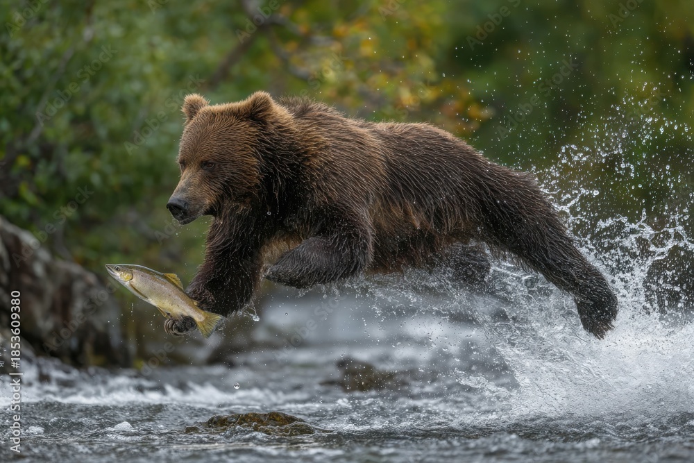 Fototapeta premium Adult Grizzly Bear Adult Grizzly Bear Catching Fish in Rushing Water 