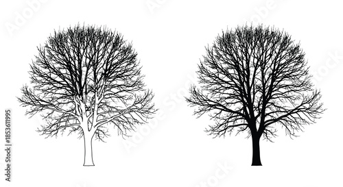Detailed depiction of two bare trees in black and white showcasing a striking silhouette