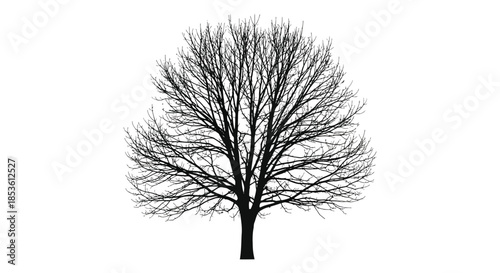 A strikingly detailed black and white image of a bare tree with intricate branches silhouette