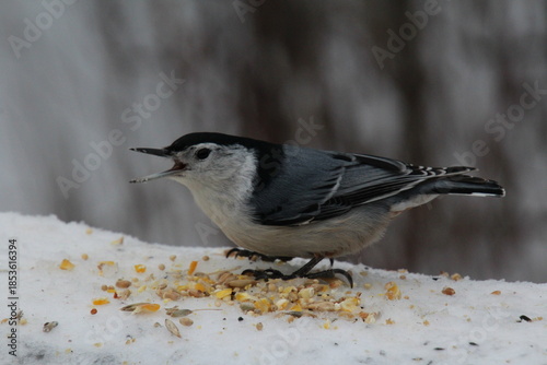 Singing White Breasted Nuthatch, Whitemud Park, Edmonton, Alberta