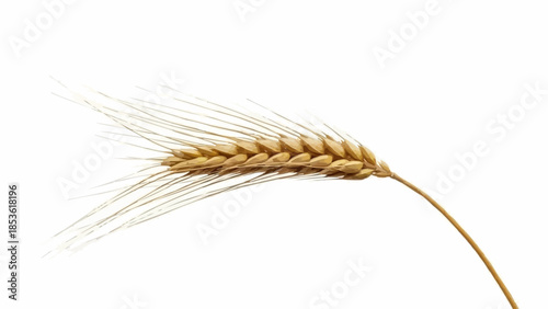 Single stalk of ripe golden wheat isolated on white background.