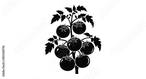 A striking black and white illustration of a tomato plant bearing ripe fruit a bold silhouette