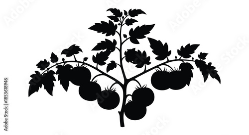 A striking black and white illustration of a tomato plant with ripe fruit a bold silhouette