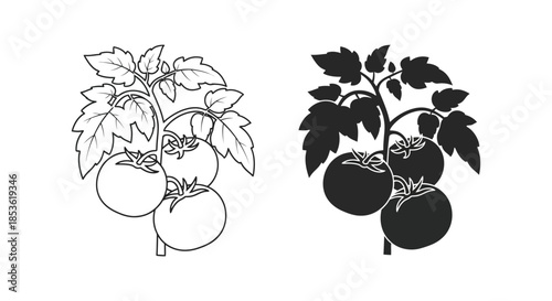 A contrasting depiction of tomato plants showcasing both line art and a dark silhouette