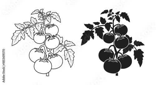 A contrasting depiction of tomato plants one in line art the other a dark silhouette