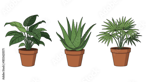 Vector illustration collection of three popular potted houseplants in terracotta pots: a peace lily, succulent aloe vera, and a fan palm.