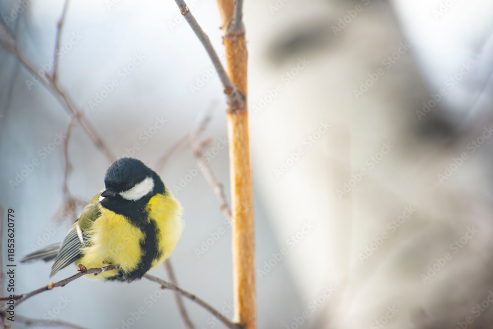 Fototapeta premium Great Tit Bird Perched on a Branch