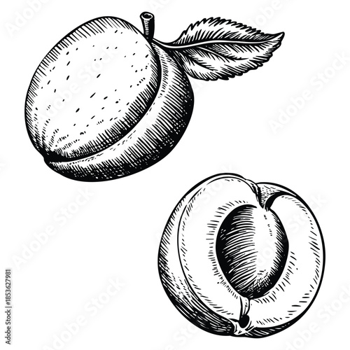 Hand drawn apricot vector illustration isolated on white ideal for vegan food, organic products, menu design, restaurant brochure, farmers market, and banner artwork