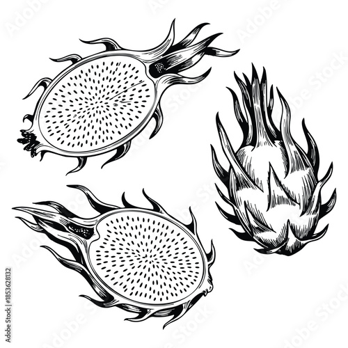 Hand drawn dragon fruit illustration perfect for exotic fruit design botanical sketches food themed artwork and natural healthy product concepts