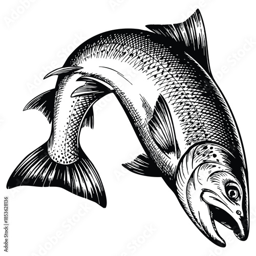 Hand drawn jumping salmon fish vector illustration perfect for seafood market product aquatic wildlife and natural healthy themed design projects
