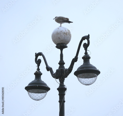 A seagull is sitting on a streetlight