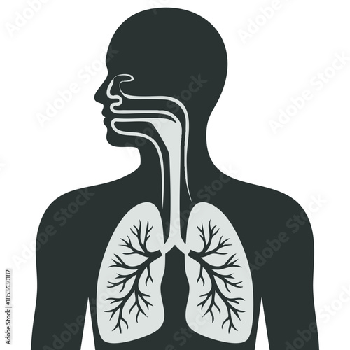 Human silhouette with inflamed respiratory system lungs showing diseases like asthma and bronchitis vector illustration medical concept health awareness design