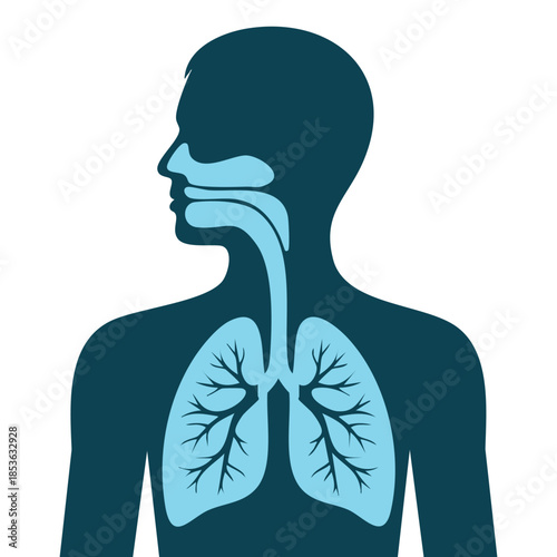 Inflamed respiratory system in human silhouette vector illustration showing asthma bronchitis and lung diseases suitable for medical education and health design themes