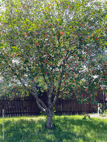 Cherry tree full of red fruit in backyard