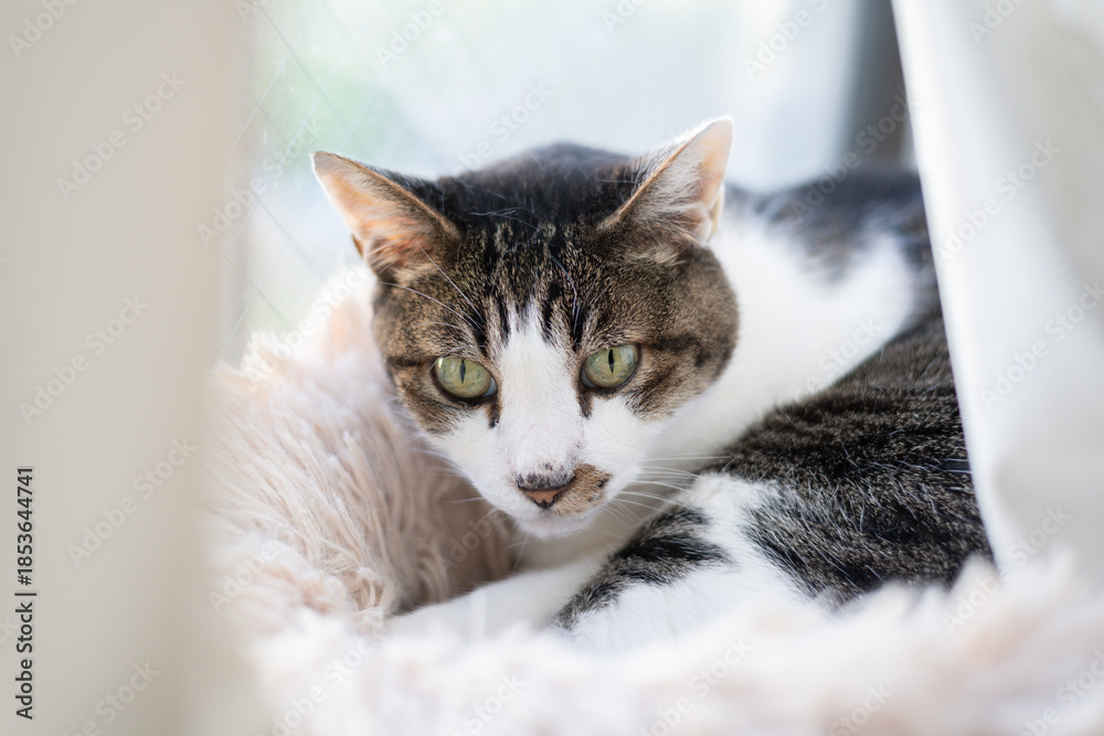 Naklejka premium 窓辺でくつろぐ猫 キジトラ白