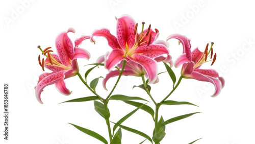 Three pink stargazer lilies isolated PNG on transparent background, beautiful blooming flowers with green stems for floral design