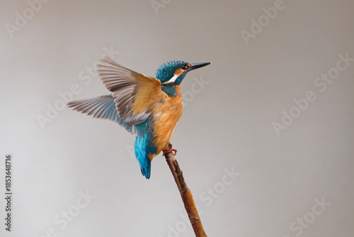 Common Kingfisher on Isolated Background, Vibrant Blue and Orange Bird