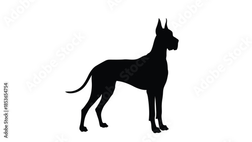 Black Silhouette of a Great Dane Dog Standing Isolated on White Background Vector