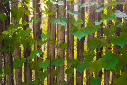 Green leaves on the wooden fence in the garden. Selective focus.