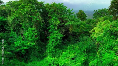 Landscape Windblown Green Leaves, Overgrown Creeping Plant and Trees with Butterflies and Insect Fly Record Video from Temple. Ban Dong Noi, Sakon Nakhon, Thailand. 07 NOV 2024, P.M./ Slow Down Video