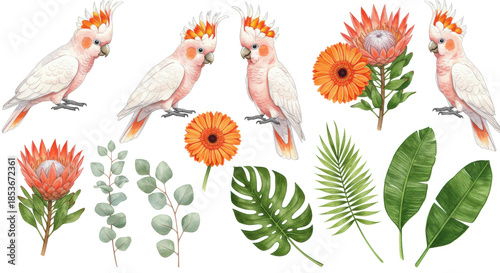 Watercolor of pink Major Mitchell's Cockatoos, orange Protea, Gerbera daisy, and green tropical leaves, artistically arranged on a white background, concept of curated botanical art