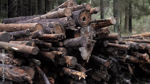 Wallpaper Mural Damp wood amid forest tranquility, Wooden pieces layered in serene conifer forest landscape setting, Stacked timber pieces found within calm and lush coniferous forest surroundings Torontodigital.ca