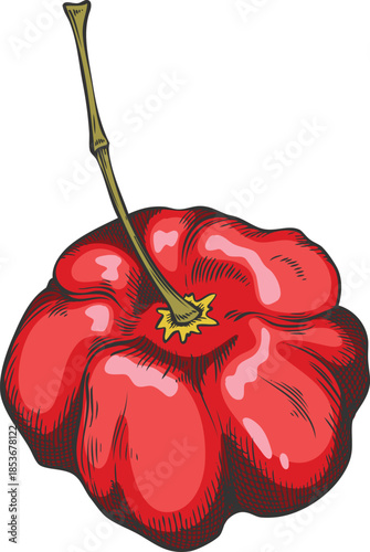 Acerola berry with stem sketch, Barbados red cherry, hand drawn fresh ripe exotic fruit superfood vector illustration