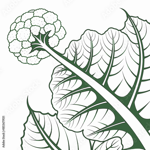 Cauliflower vegetable with leafy green stem and veins