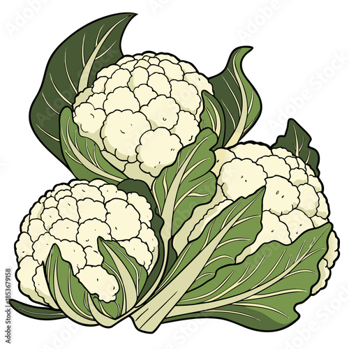 Bunch of cauliflowers with green leaves vegetable food