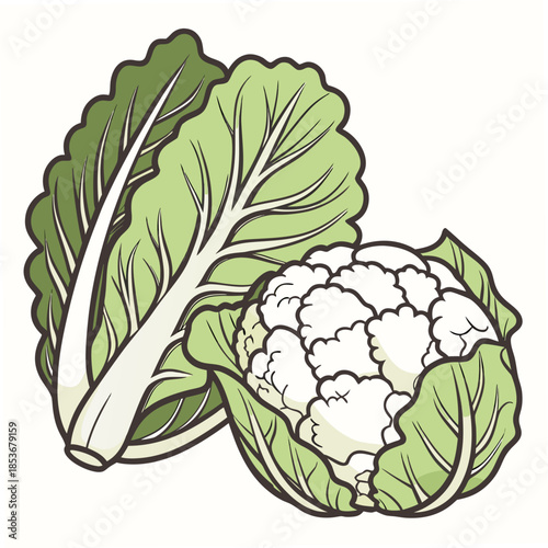 Cauliflower and lettuce side by side vegetable green