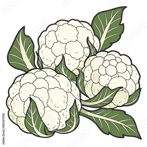Bunch of white cauliflowers with green leaves vegetable