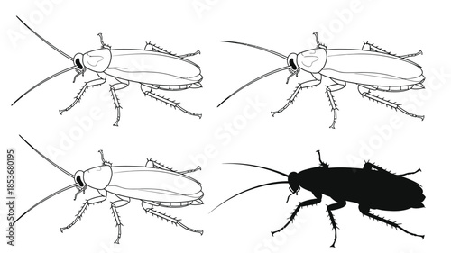 Illustrations of cockroaches in various poses and representations