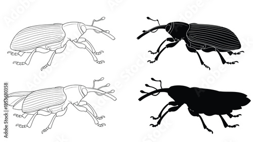Detailed illustrations of weevils in various styles and contrasting presentations
