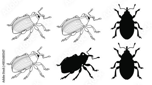 Illustrations of various weevil beetles in different views and shading styles