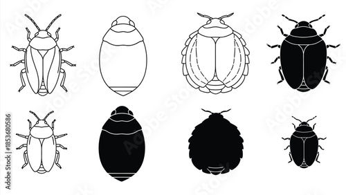 Illustrations of beetle life cycle stages egg larva pupa and adult forms