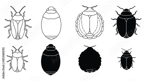 Illustrations of beetle development stages egg larva pupa and adult forms
