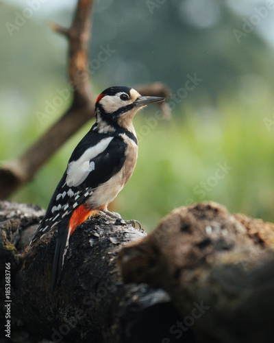 Birds in Natural Outdoor Settings