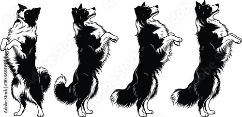 Black and white dog standing on hind legs sequence illustration, playful canine training pose, minimalist vector animal artwork isolated on white