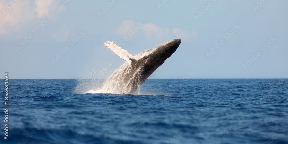 Fototapeta premium Whale breaches the ocean surface near coastline on a clear sunny day
