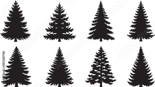 Eight different silhouettes of pine trees Keywords: silhouette, pine tree, evergreen, conifer