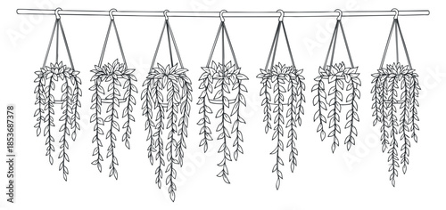 A collection of hanging plants in outline minimalist vector style, ideal for home decor and botanical illustrations