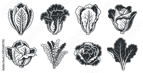 A collection of various types of lettuce in black and white outline vector style, perfect for healthy food designs